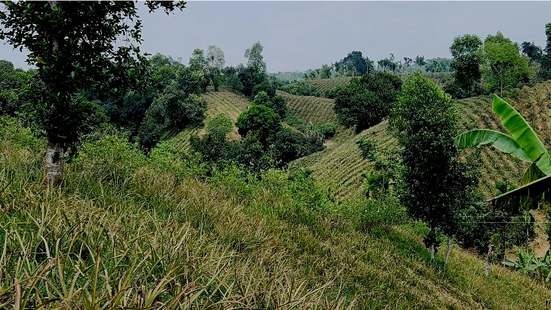 Pineapple and fruit trees on a sloping hillside