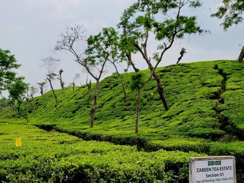 Shade trees over a bright tea hillside