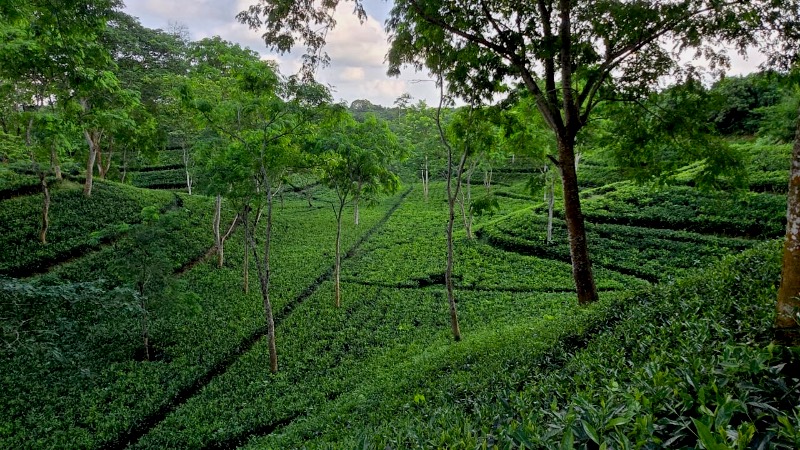 Tea rows and shade trees running down a hillside
