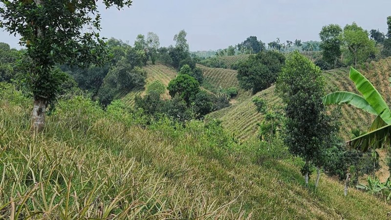 Pineapple and fruit trees growing on the sloping farmland around the resort