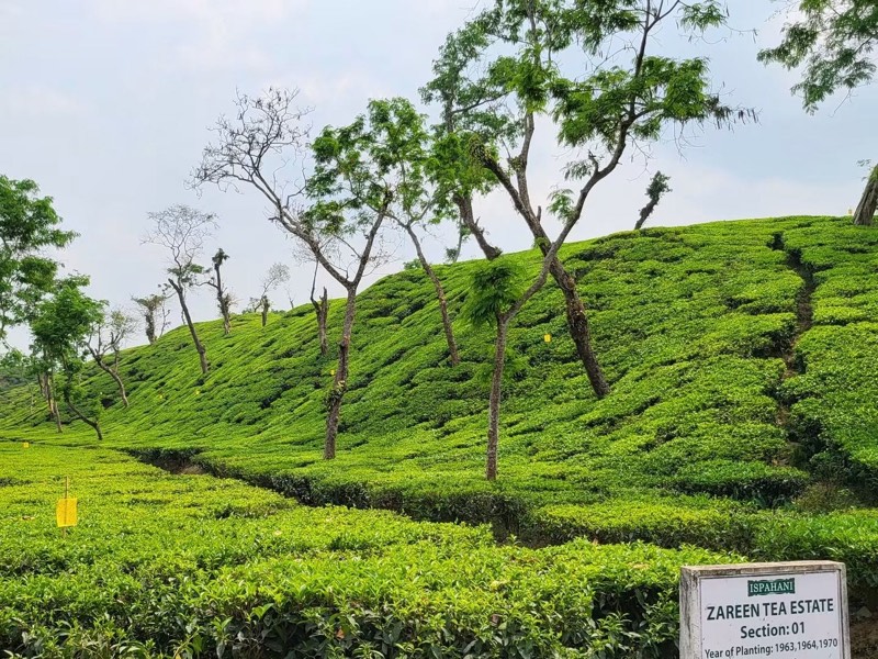Neat rows of a tea estate rolling over a green hillside near the resort